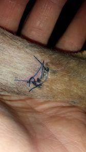 14th day stitched, 12th day treated. Tomorrow stitches are out!