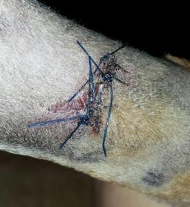 4th day stitched 2nd day treatment