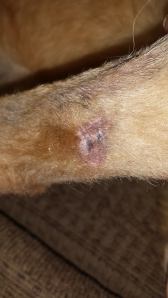Jersey's healed wound